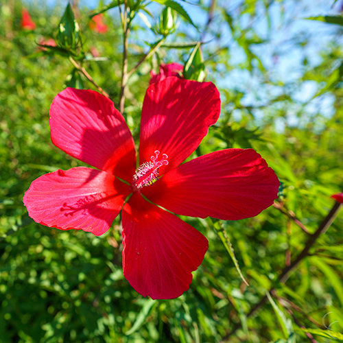 Explore flower